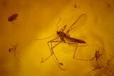 Fossil Aphid, Spider and Fly in Baltic Amber #159894-1